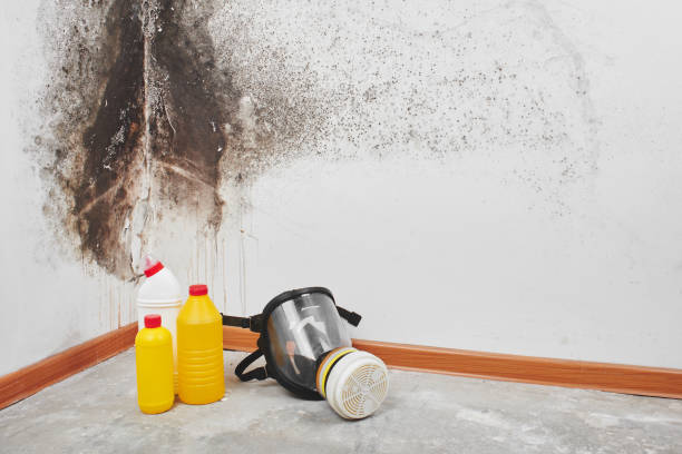 Best Post-Flood Mold Remediation in Marshfield, MO