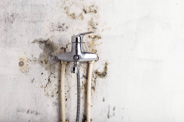 Best Kitchen Mold Remediation in Marshfield, MO