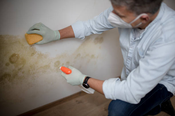 Best Basement Mold Remediation in Marshfield, MO