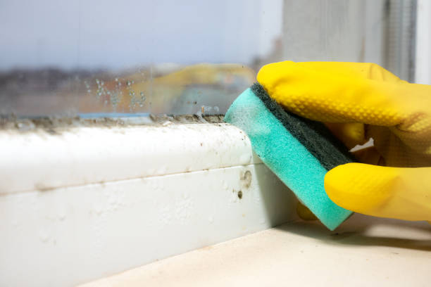 Best Emergency Mold Remediation in Marshfield, MO
