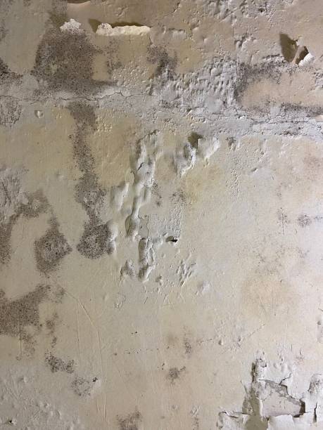 Best Residential Mold Remediation in Marshfield, MO