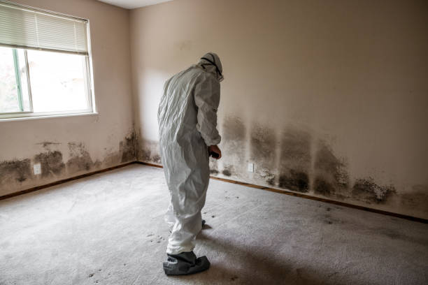 Best Residential Mold Remediation in Marshfield, MO