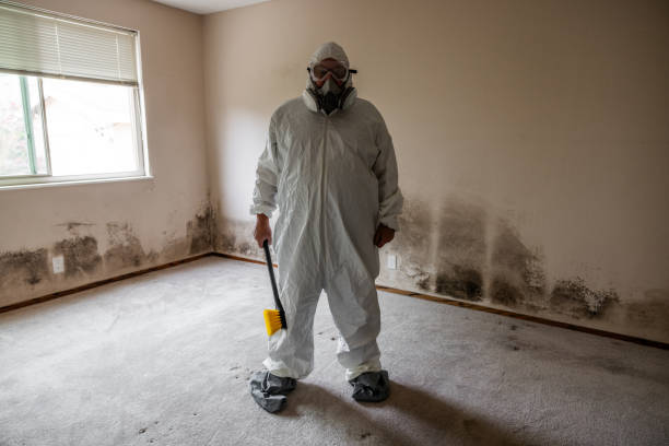 Best Health and Safety Mold Remediation in Marshfield, MO