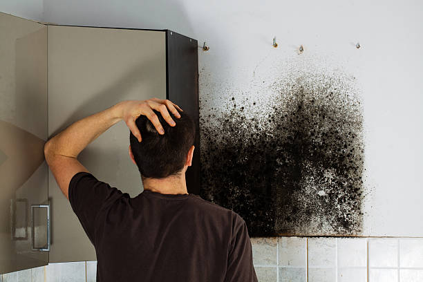 Best Health and Safety Mold Remediation in Marshfield, MO